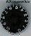 Speed Knob~Vintage Style~Black~