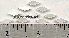 Diamond MOP Sm 10pcs
