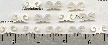 Ram Horns MOP (12pcs)